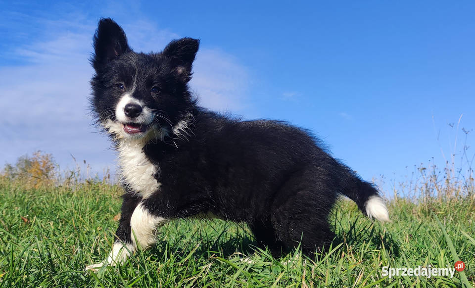 Wspaniała suczka BORDER COLLIE z pełną dok Iwonicz