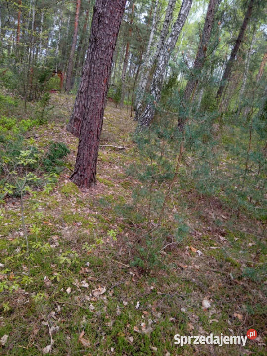 Ruda koło Radzymina działka BEZPOŚREDNIO Sprzedaż mazowieckie