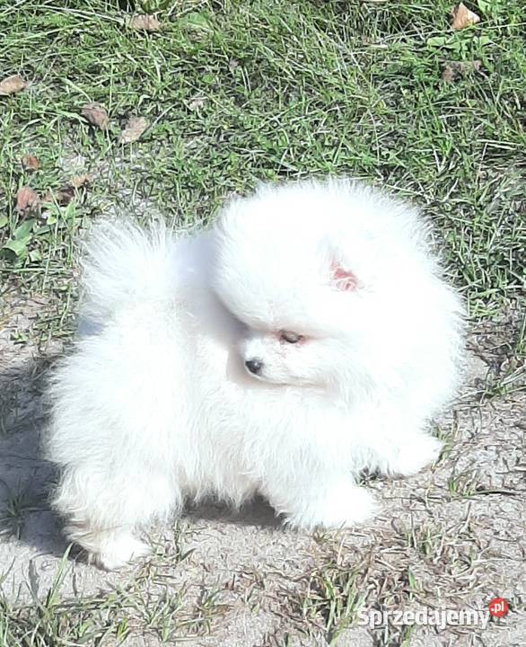 Szpic miniaturowy Pomeranian chlopak