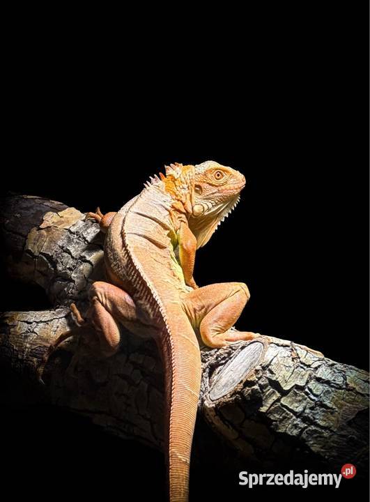 Legwan czerwony iguana śląskie Gliwice
