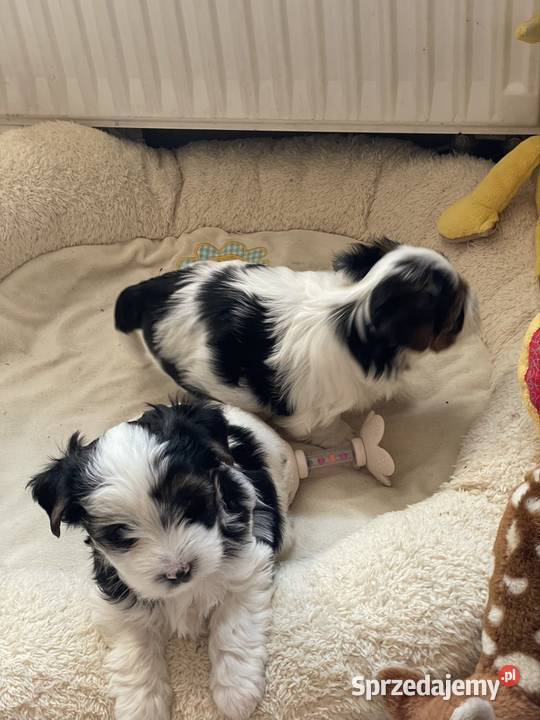 Yorkshire Trrier Biewer piesek York