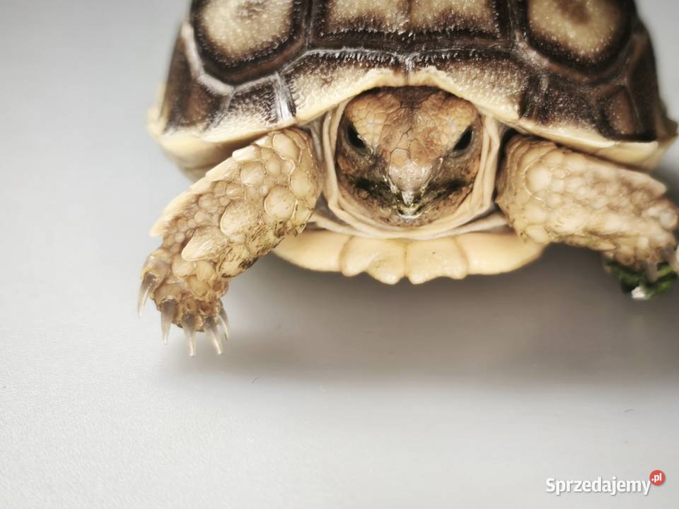 Żółw pustynny młody osobnik Wałbrzych