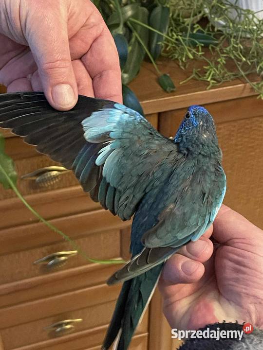 Sprzedam papugi Ptaki Wołomin