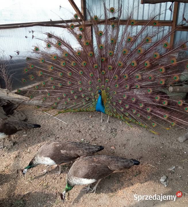 Pawie samice dorosłe 2 3 letnie wysyłam sprzedam