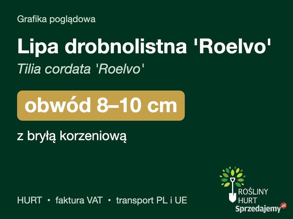Lipa drobnolistna Roelvo obwód 810 z bryłą HURT Liściaste wielkopolskie sprzedam