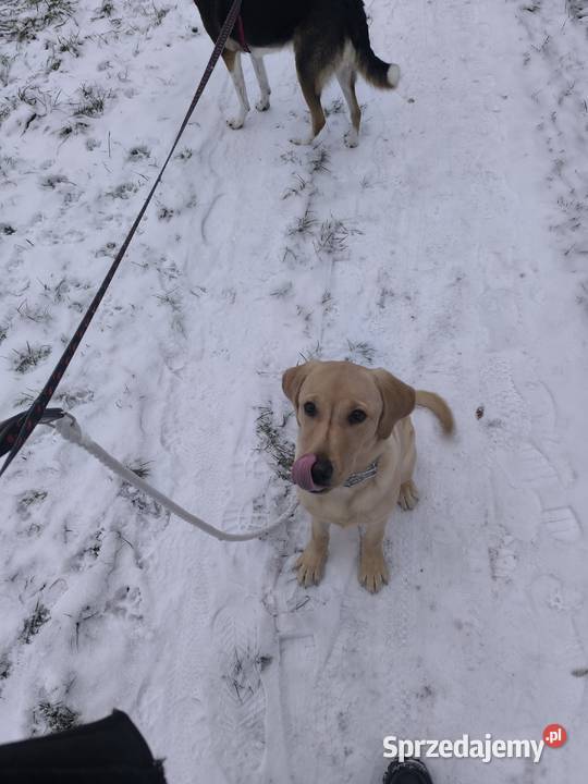 Labrador retriever Łódź