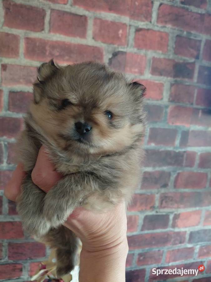 Ślicze szczenieta Szpic Miniaturowy Kutno