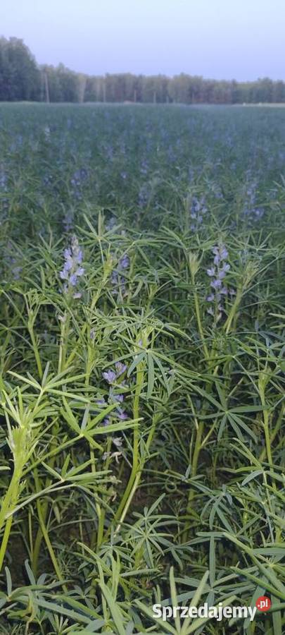 Łubin gorzki czyszczony