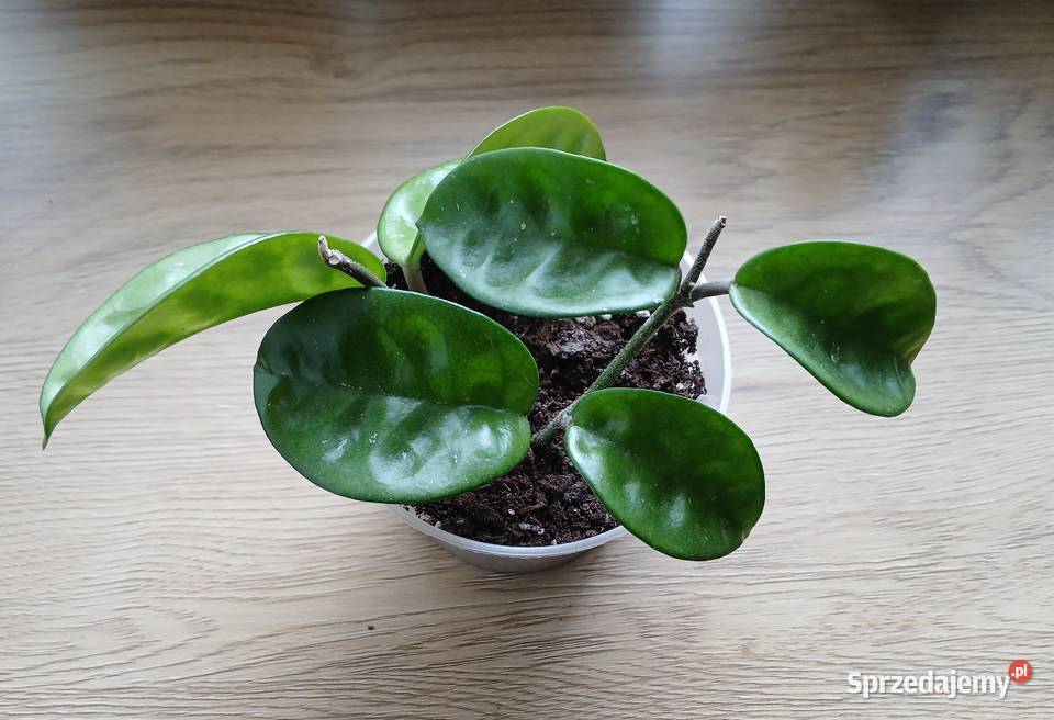 Hoya hoja Krinkle 8