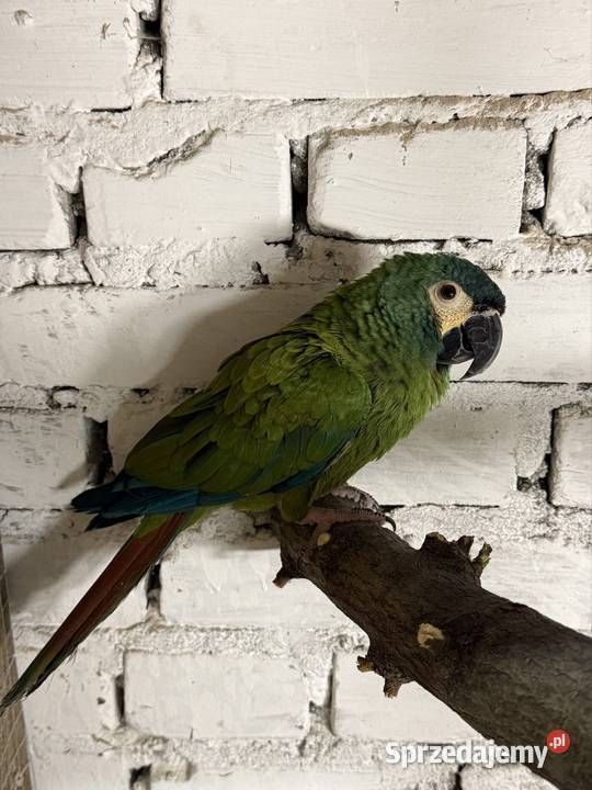 Ara marakana Łódź