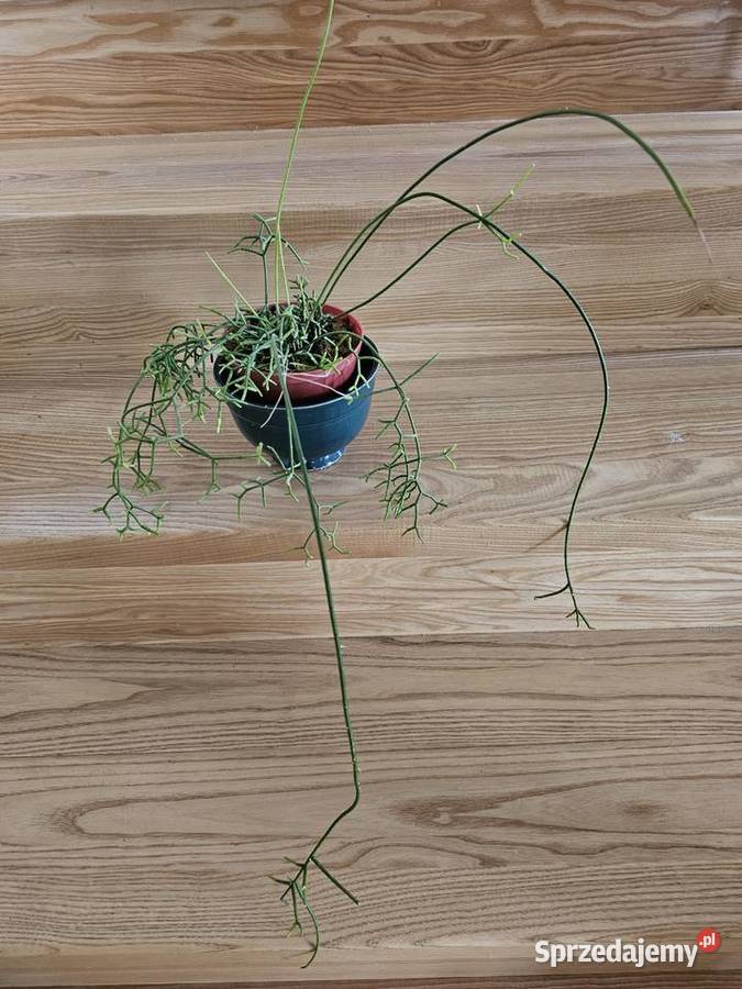 Rhipsalis patyczak zwisający roślina doniczkowa Oświęcim