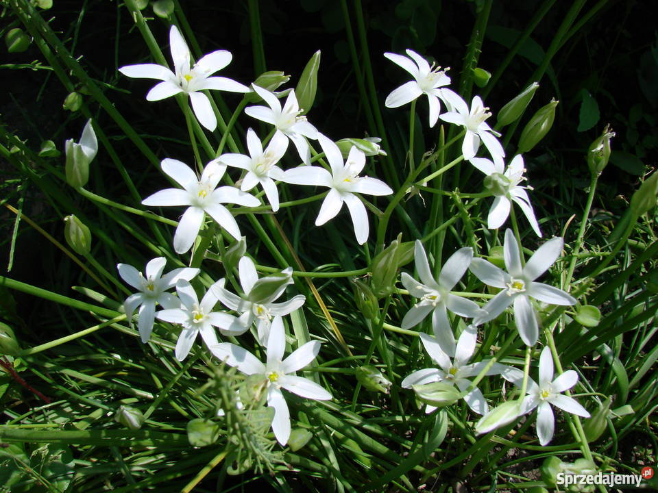 Byliny kwiaty do ogrodu różne Rośliny Skoczów