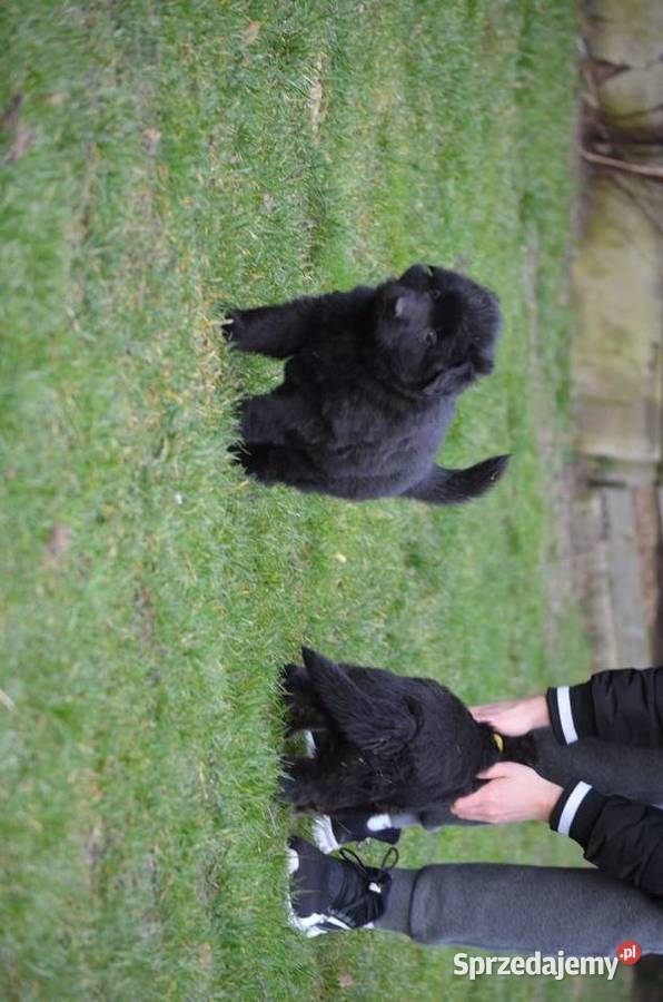 Owczarek niemiecki CZARNA suczka Sieradz