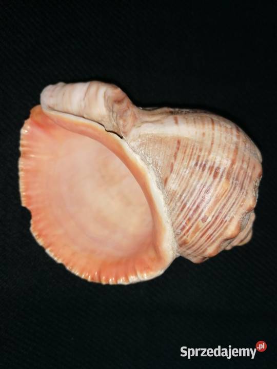 Muszla rapana venosa 11x9Muszelka ślimaka Łódź