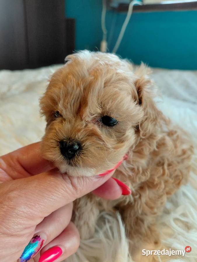 Maltipoo piesek Wyszków sprzedam