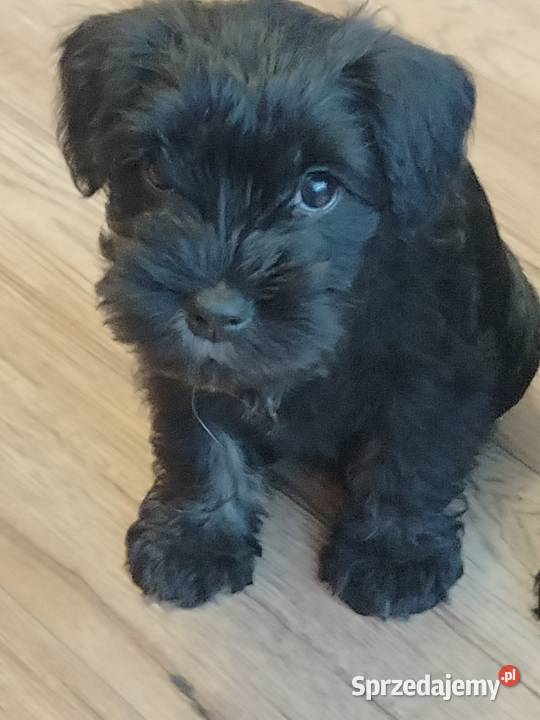 Sznaucer miniaturowy Truskolasy