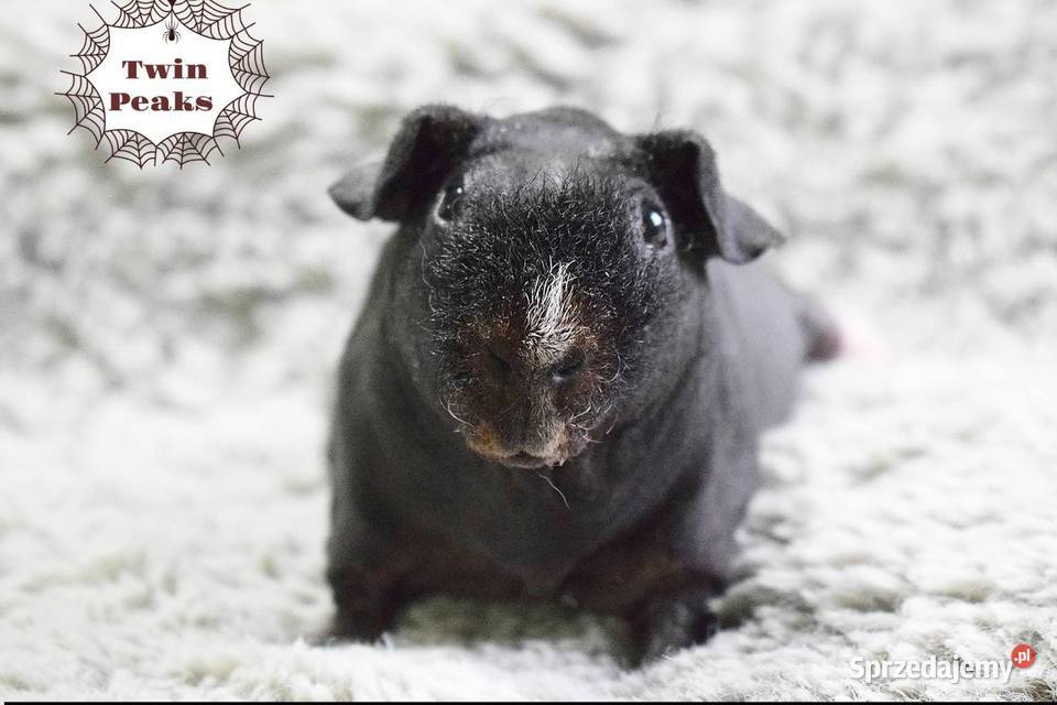 Świnka morska świnka skinny Rodowód Hodowla Wrocław sprzedam