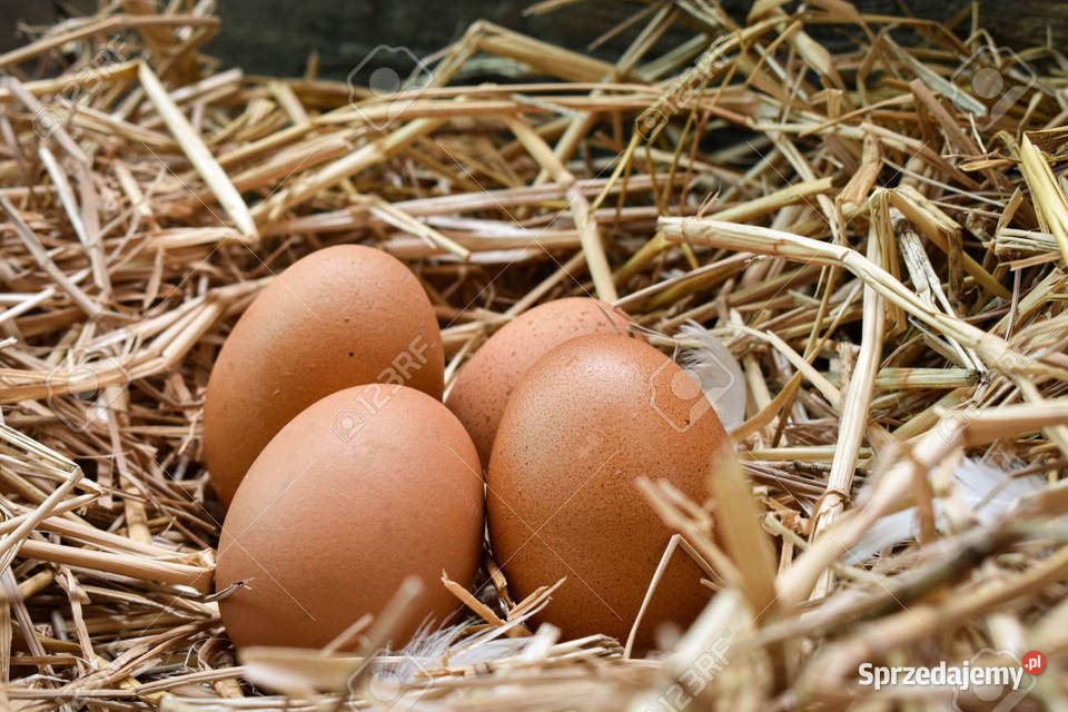 Jajka wiejskie śląskie Ogrodzona