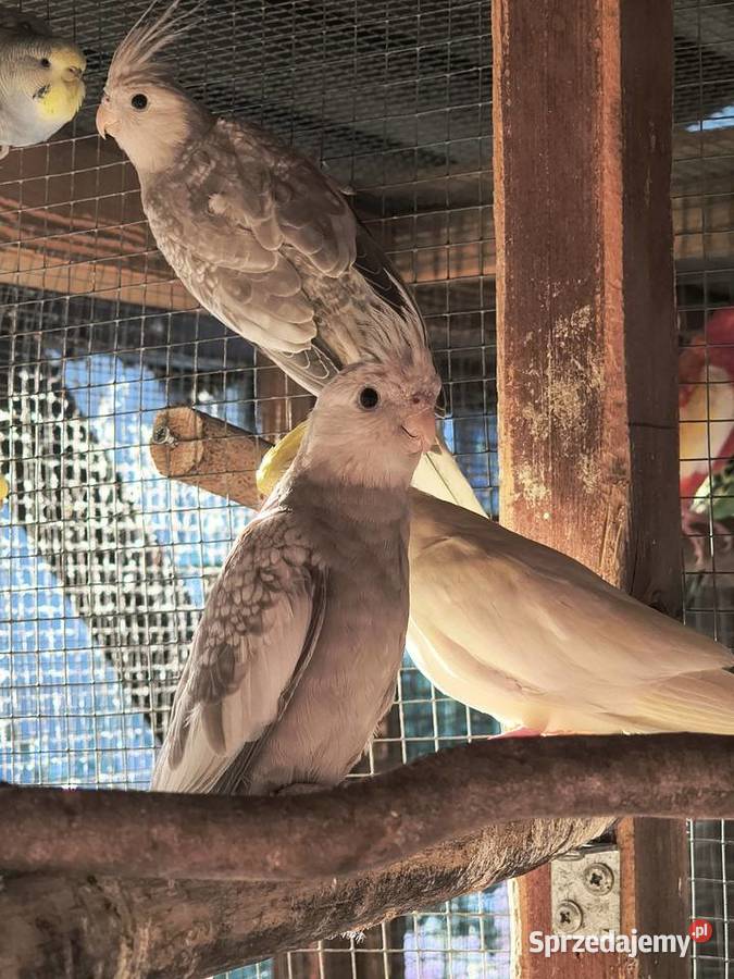 Młode faliste i Nimfy 2025