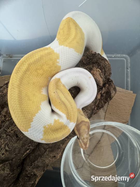 Regius banana piebald samiec