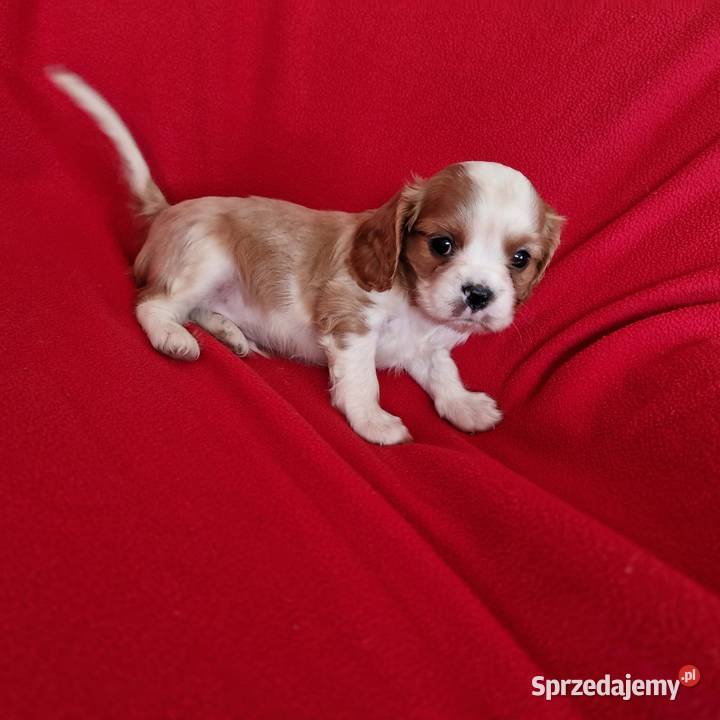 Cavalier pis lubelskie Chodel