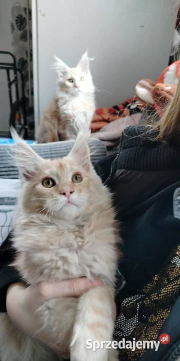 Maine Coon odbiór już na majówkę ostanie 3