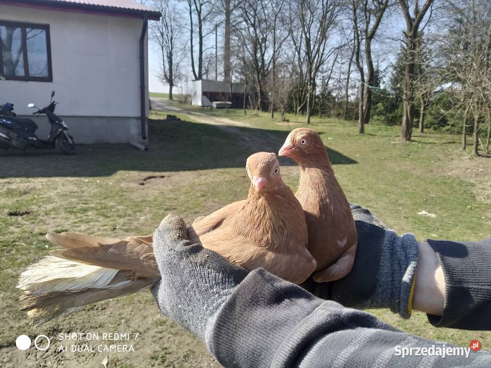 Gołębie Zamojskie Wysoko Lotne Tokarówka
