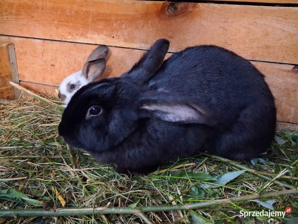 Królik samica 1 roczna mazowieckie Siedlce sprzedam