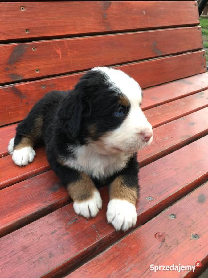 Berneński pies pasterski Psy Kościan
