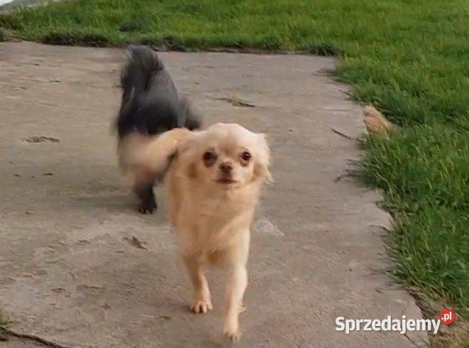 Chihuahua sunia długowłosa FCI Łódź