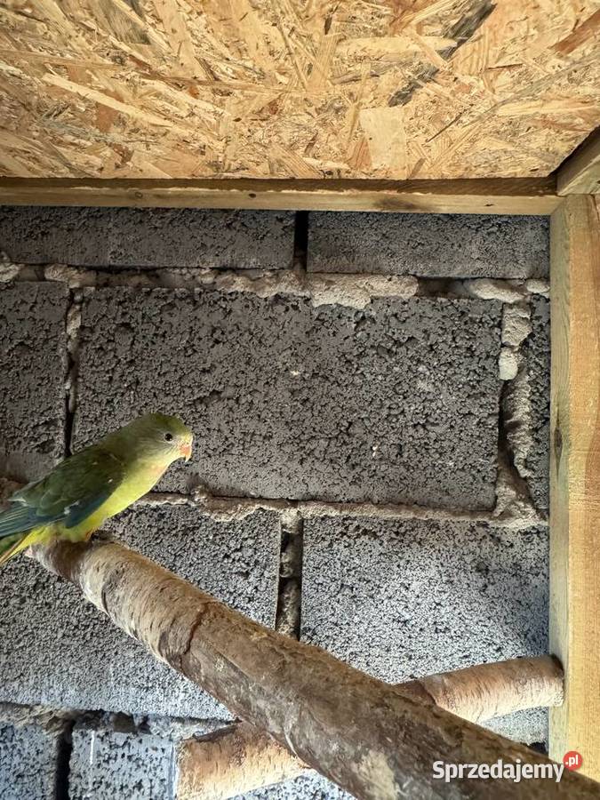 papugi barabandy para kóz Ptaki wielkopolskie Boruja Kościelna