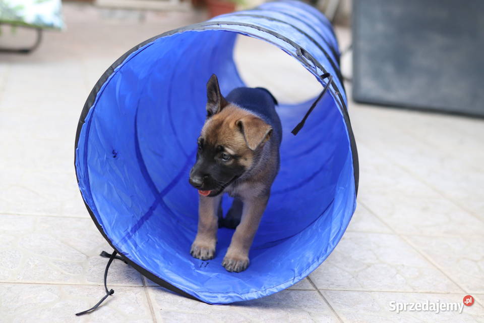 Owczarki Belgijskie Malinois Otwock