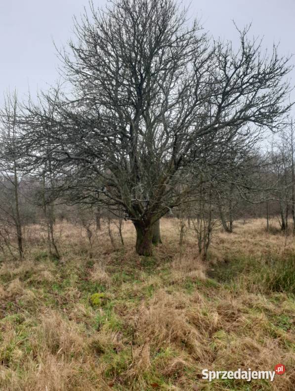 Działki budowlane 675 ha MORZEM Ustka Słupsk Charnowo