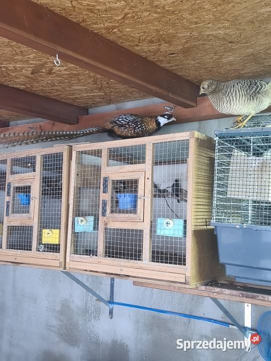 Ptaki bazanty Zwierzęta Wrocław