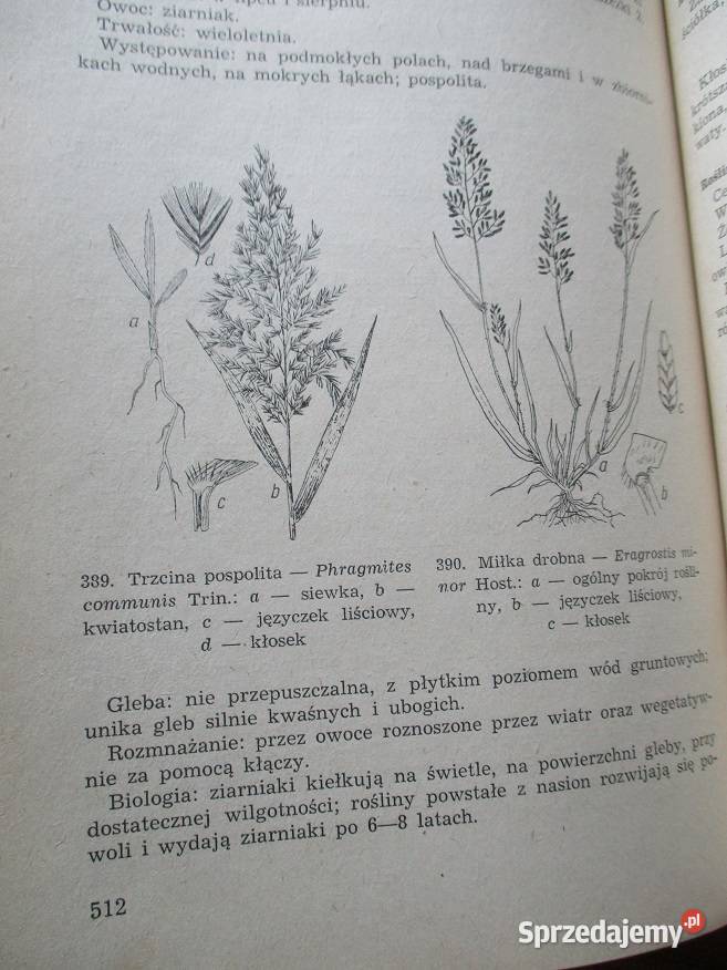 Krajowe chwasty polne i ogrodowe Mowszowicz 1955 Łódź