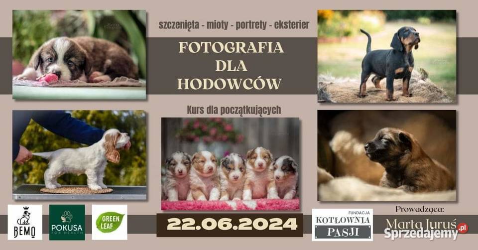 Seminarium groomerów NOWOFUNDLAND Zwierzęta Duży Dół