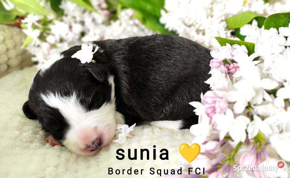 Szczenię border collie ZKwP FCI Lublin sprzedam