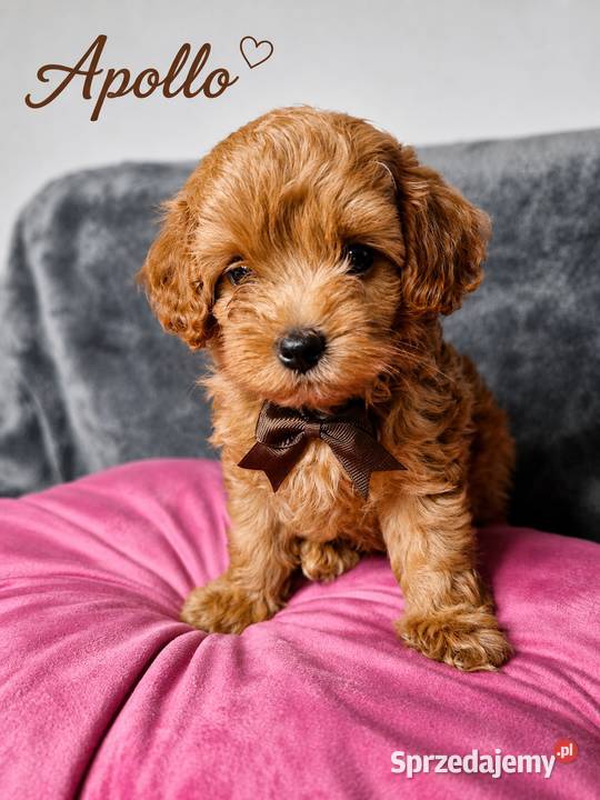 Maltipoo szczeniaki Warszawa