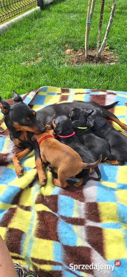 Pinczer miniaturowy opolskie Opole