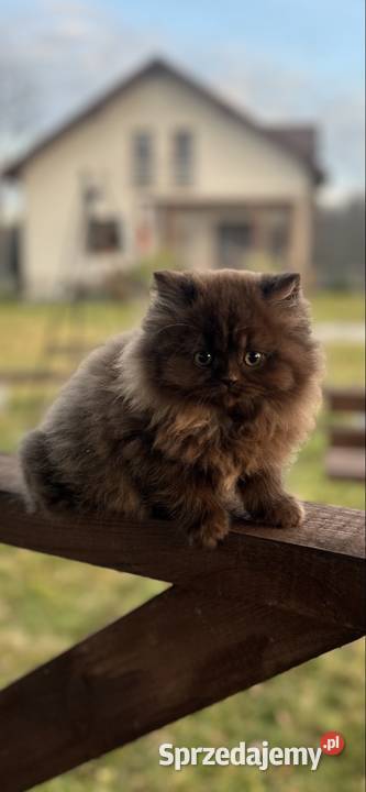 Kocur Brytyjski czekolada Rodowód WCF Mińsk Mazowiecki