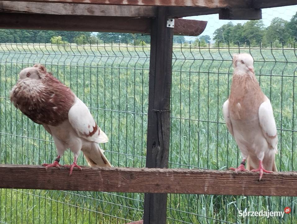 GARŁACZE ŚLĄSKIE dwa samce Głogów sprzedam
