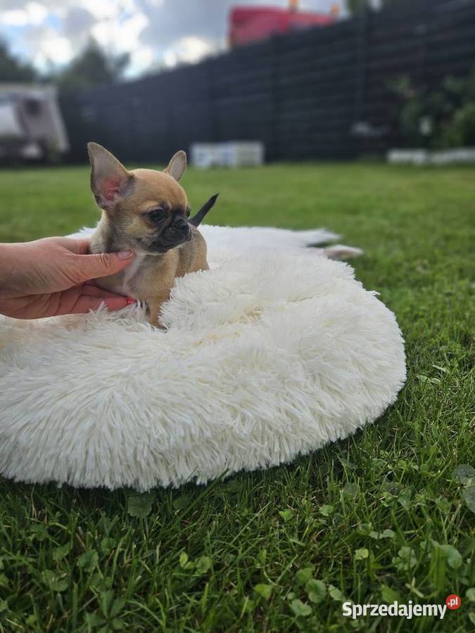 Pieski chihuahua Wrocław