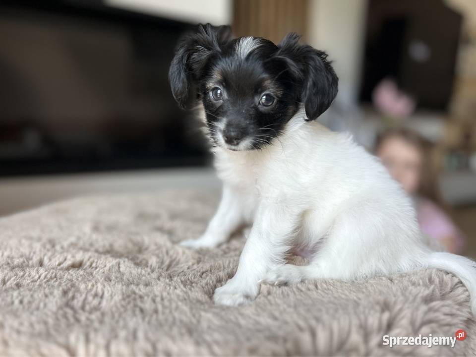 Spaniel Kontynentalny miniaturowy Papillon