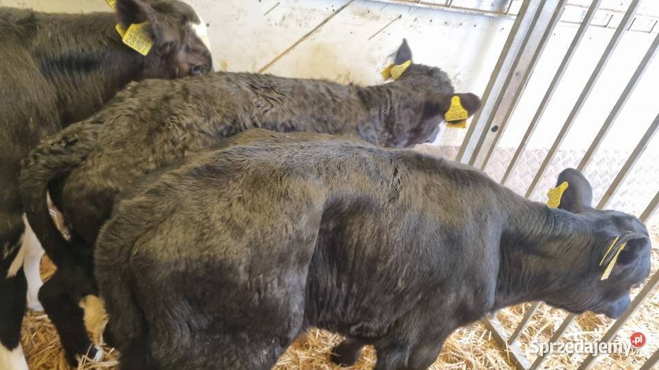 Sprzedam Byczki POLSKIE wielkopolskie Kalisz
