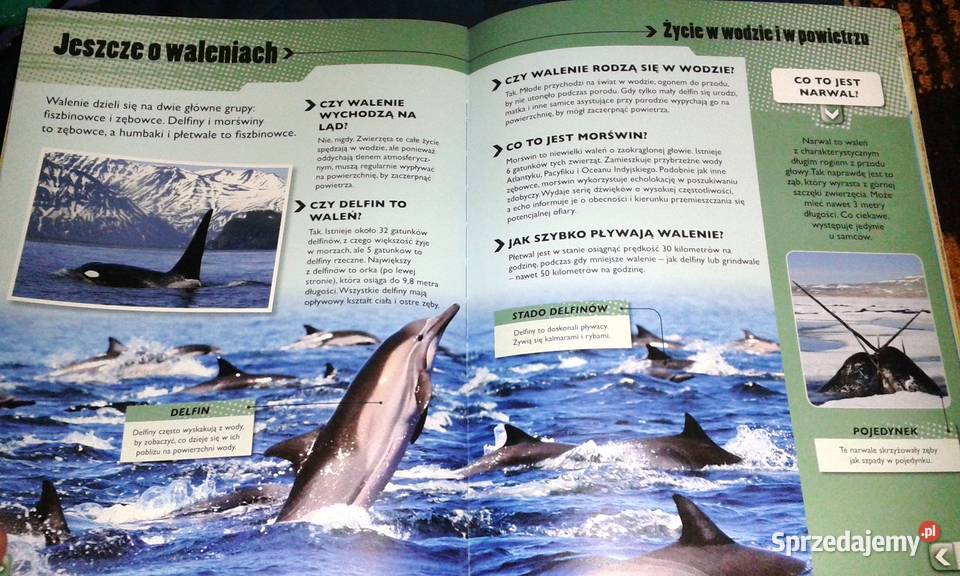 Wielka księga pytań i odpowiedzi John Farndon i Chełm