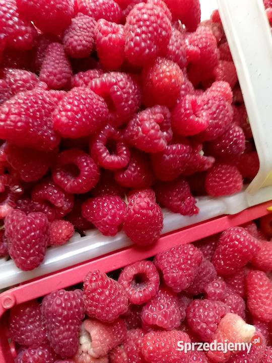 sprzedam sadzonki maliny odmiany Polonez