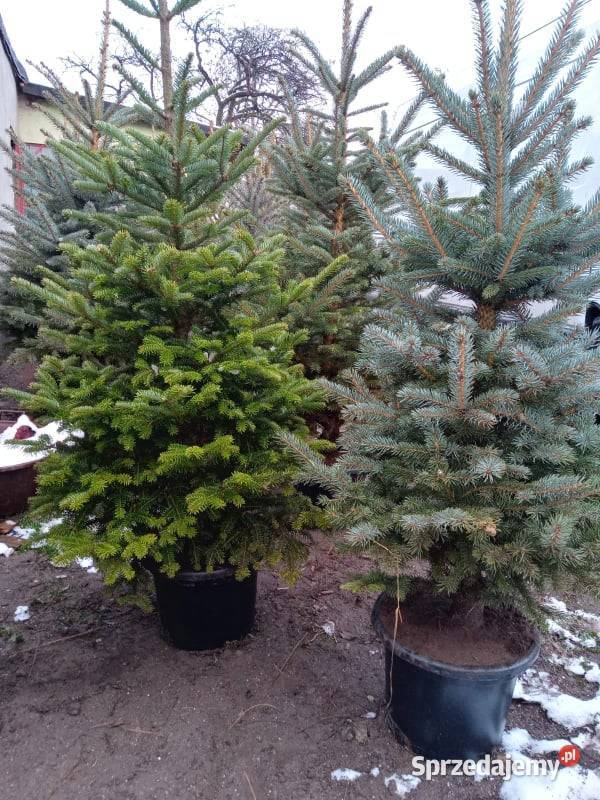 Choinka jodła kaukaska cięta i w donicy