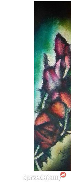 Iluzjonistyczne Tulipany Jarosław sprzedam