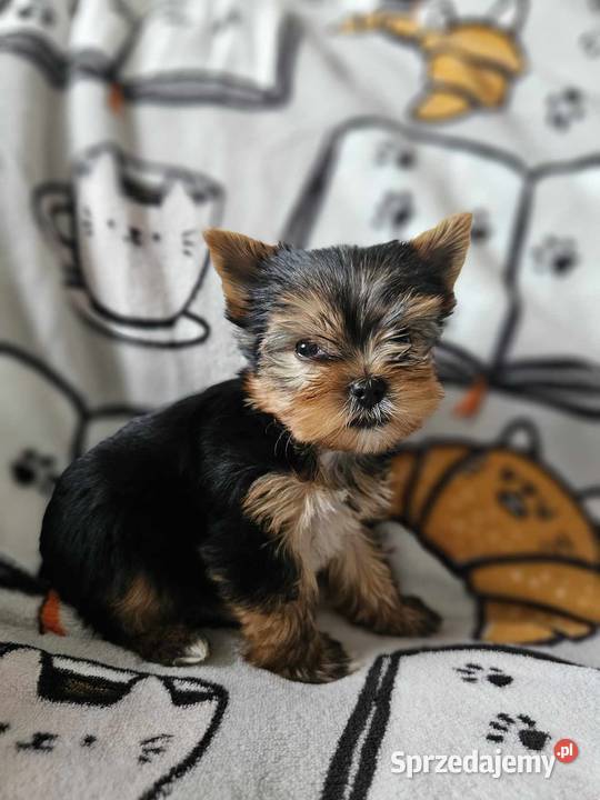 Yorkshire Terrier Piesek Chip Rodowód Wyprawka Częstochowa sprzedam