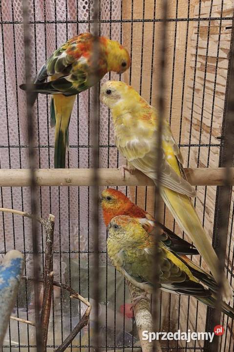 papugi świergotki papuga świergotka na sprzedaż Zagórów